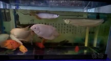 龍魚池塘能不能養魚