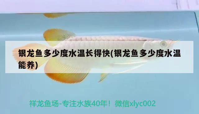 銀龍魚多少度水溫長得快(銀龍魚多少度水溫能養)