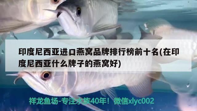 虎魚可以和什么混養（虎魚適合跟什么混養）