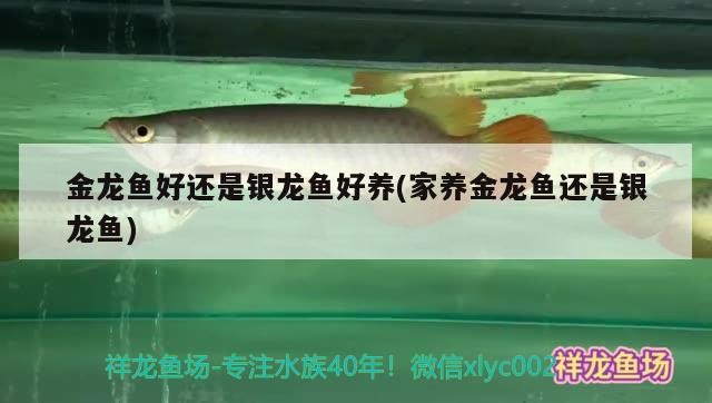 大型觀賞魚 金龍魚好還是銀龍魚好養(家養金龍魚還是銀龍魚) 銀龍魚百科 金龍魚好還是銀龍魚好養(家養金龍魚還是銀龍魚) 金龍魚好還是銀龍魚好養(家養金龍魚還是銀龍魚) 銀龍魚百科