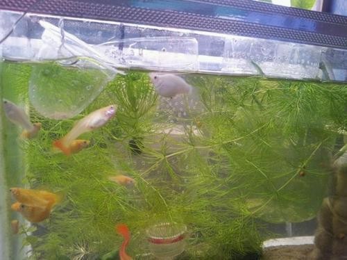 資陽市雁江區斯博佳水族館（資陽市雁江區斯博佳水族館電話）