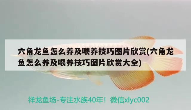 龍魚虎魚混養(yǎng)視頻教程全集免費(fèi)的簡(jiǎn)單介紹