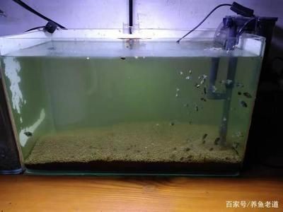 魚缸水變渾濁的原因及解決方法：魚缸加氧后水變渾濁怎么辦