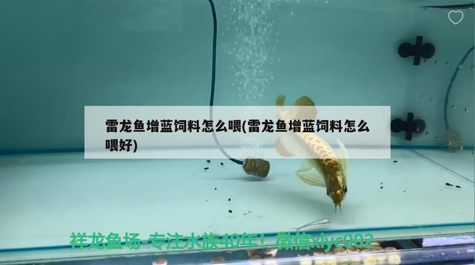 虎皮魚能和什么魚混養圖片（虎皮魚可以和哪些魚混養）