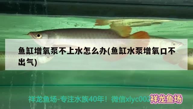虎皮魚能和什么魚混養圖片（虎皮魚可以和哪些魚混養）