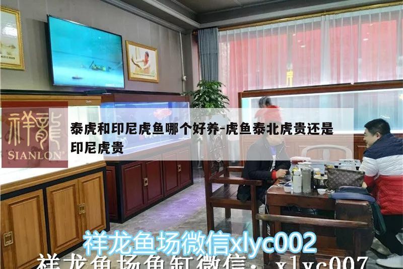 泰虎和印尼虎魚哪個好養:虎魚泰北虎貴還是印尼虎貴
