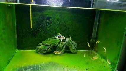 龍魚喂草金有什么壞處和好處