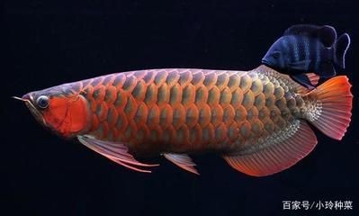 吃龍魚(yú)殘?jiān)聂~(yú)