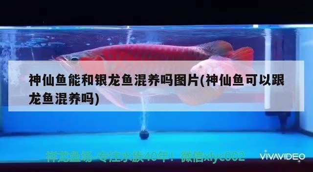 神仙魚能和銀龍魚混養嗎圖片(神仙魚可以跟龍魚混養嗎) 神仙魚能和銀龍魚混養嗎圖片(神仙魚可以跟龍魚混養嗎) 銀龍魚百科