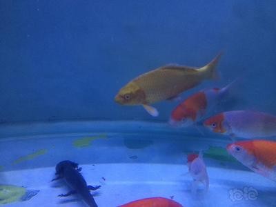 銀龍魚和什么魚能一起養殖呢（銀龍魚和什么魚能一起養殖呢視頻）
