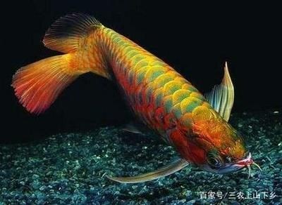紅龍魚都喂什么飼料長得快些