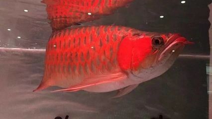 紅龍魚黃燈養大 紅龍魚黃燈養大 龍魚百科 第2張