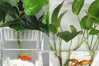 魚缸中加入水培植物不僅可以增加觀賞性，還能增加觀賞性：水培植物的養護技巧