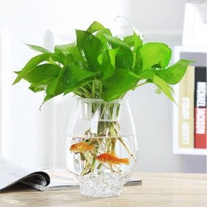 魚缸中加入水培植物不僅可以增加觀賞性，還能增加觀賞性：水培植物的養護技巧