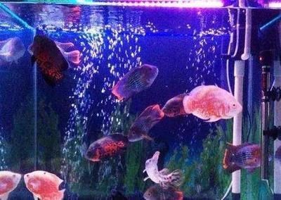 觀景魚缸需要一直供氧嗎？：觀景魚缸是否需要一直供氧