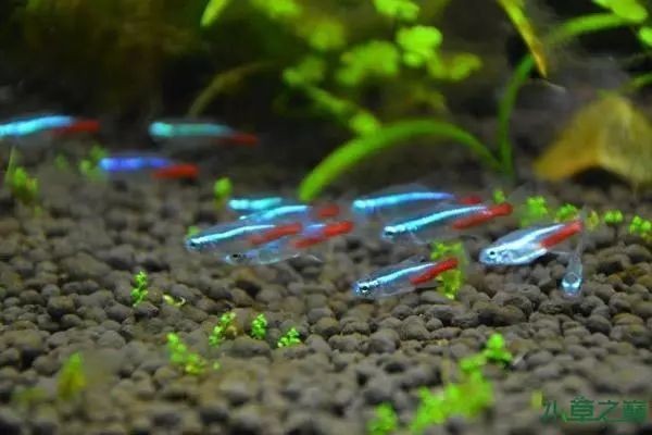 描寫銀龍魚的外貌作文300字（描寫銀龍魚的外貌作文300字怎么寫） 描寫銀龍魚的外貌作文300字（描寫銀龍魚的外貌作文300字怎么寫） 銀龍魚百科