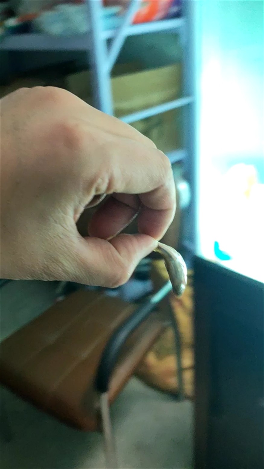 虎魚(yú)真挑食 吃死蝦不吃死魚(yú)