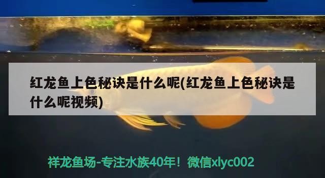 綠虎皮魚（翡翠綠虎皮魚）
