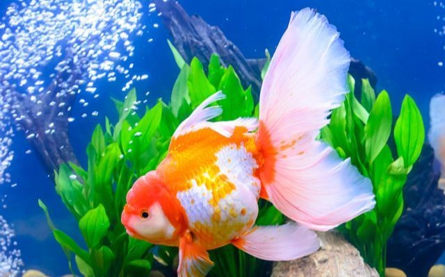 銀龍魚吃什么飼料（銀龍魚吃什么飼料最好）