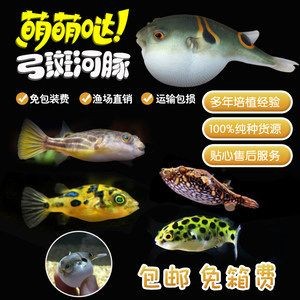 魚缸光照的科學依據：狗頭魚魚缸燈在晚上的時候建議關閉嗎？ 魚缸光照的科學依據：狗頭魚魚缸燈在晚上的時候建議關閉嗎？ 魚缸百科 第3張