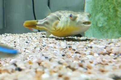 魚缸光照的科學依據：狗頭魚魚缸燈在晚上的時候建議關閉嗎？ 魚缸光照的科學依據：狗頭魚魚缸燈在晚上的時候建議關閉嗎？ 魚缸百科 第4張