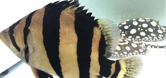 泰國(guó)虎魚人工餌料選擇指南，泰國(guó)虎魚的飼養(yǎng)方法