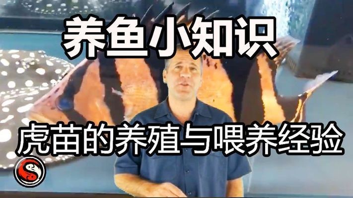 如何選擇優質虎魚苗，選擇優質虎魚苗是確保養殖成功的關鍵應從信譽良好的養殖場或供應商處購買 如何選擇優質虎魚苗，選擇優質虎魚苗是確保養殖成功的關鍵應從信譽良好的養殖場或供應商處購買 虎魚百科 第1張
