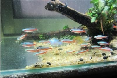 如何選擇優質虎魚苗，選擇優質虎魚苗是確保養殖成功的關鍵應從信譽良好的養殖場或供應商處購買 如何選擇優質虎魚苗，選擇優質虎魚苗是確保養殖成功的關鍵應從信譽良好的養殖場或供應商處購買 虎魚百科 第2張