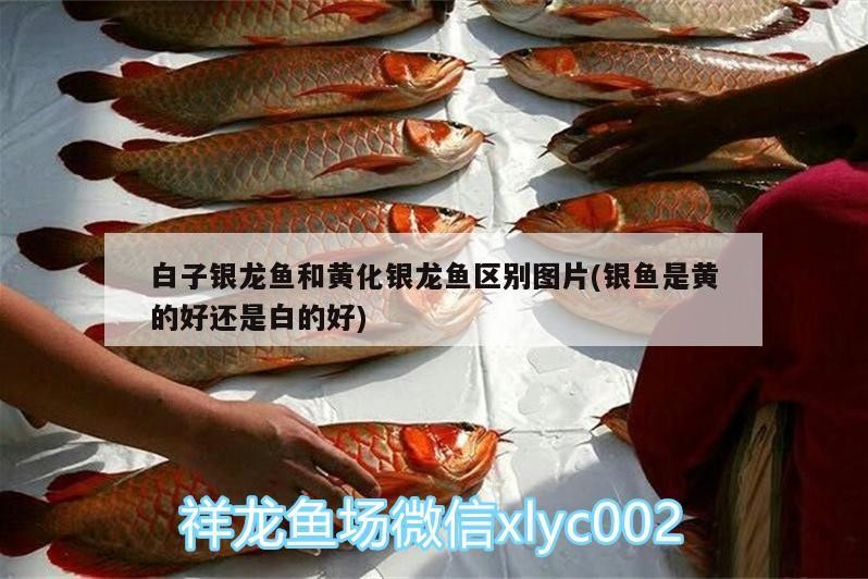 白子銀龍魚(yú)和黃化銀龍魚(yú)區(qū)別圖片(銀魚(yú)是黃的好還是白的好) 白子銀龍魚(yú)和黃化銀龍魚(yú)區(qū)別圖片(銀魚(yú)是黃的好還是白的好) 銀龍魚(yú)百科