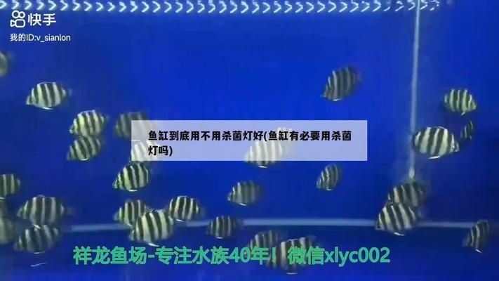 四紋虎魚繁殖難度及解決方案，四紋虎魚繁殖期水質管理技巧，提高四紋虎魚繁殖成功率的方法