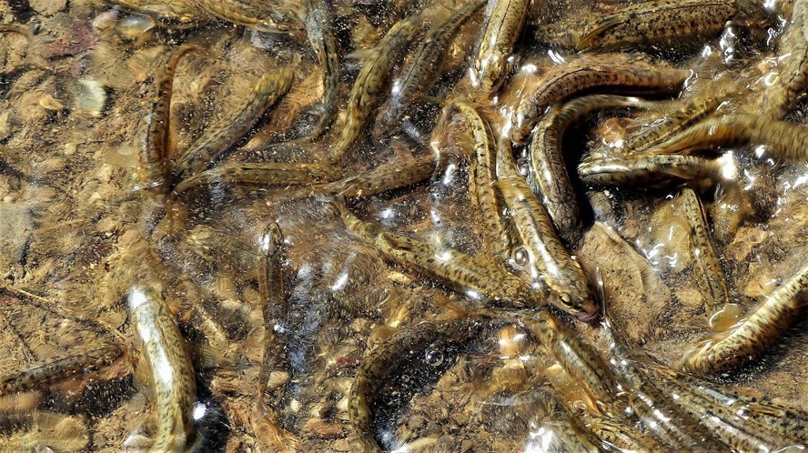 觀賞魚虎魚（觀賞魚虎魚的排名）