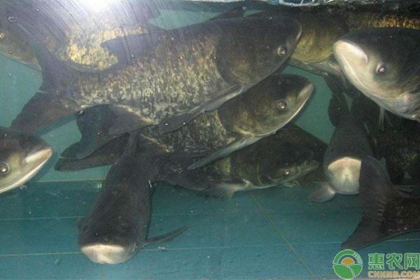 花鰱魚在魚缸中養不活的原因：花鰱魚在魚缸中養不活的主要原因