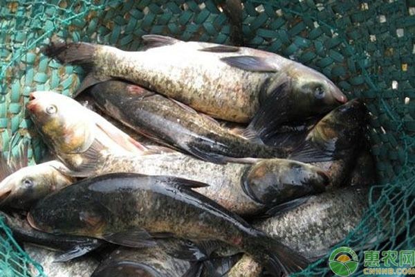 花鰱魚在魚缸中養不活的原因：花鰱魚在魚缸中養不活的主要原因