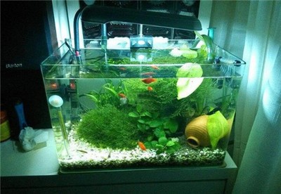 銀龍魚要單獨養嗎(銀龍魚好養嗎注意些什么)