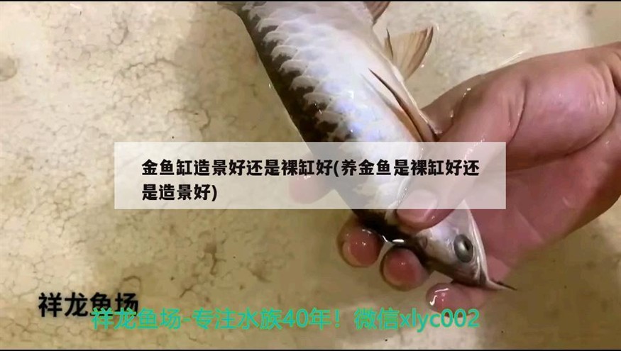 虎斑能活多久（虎斑貓一般可以活多久）
