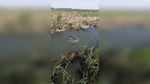 黑魚混養指南：黑魚養在魚缸中的爭斗行為模式