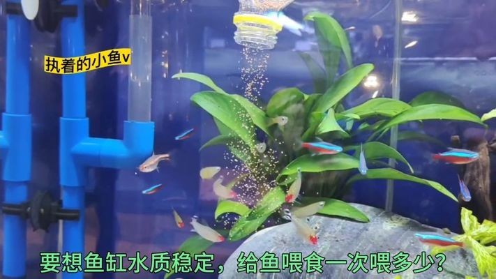 銀龍魚應該怎么養活視頻（銀龍魚應該怎么養活視頻教程）