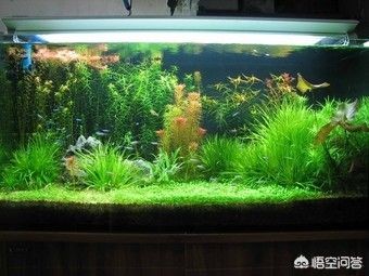 魚缸過濾器選擇魚缸過濾器選擇合適過濾器的選擇：魚缸過濾器怎么選擇 魚缸過濾器選擇魚缸過濾器選擇合適過濾器的選擇：魚缸過濾器怎么選擇 魚缸百科 第3張