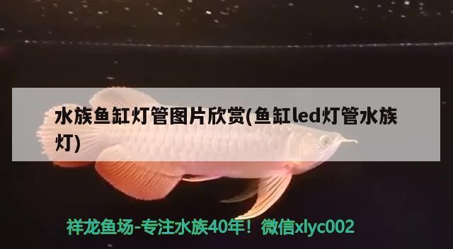 求助虎魚問題