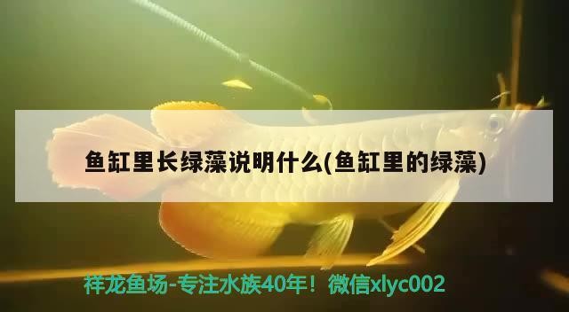 求助虎魚問題
