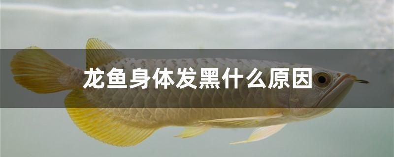 龍魚(yú)身體發(fā)黑什么原因 龍魚(yú)身體發(fā)黑什么原因 虎魚(yú)百科 第1張
