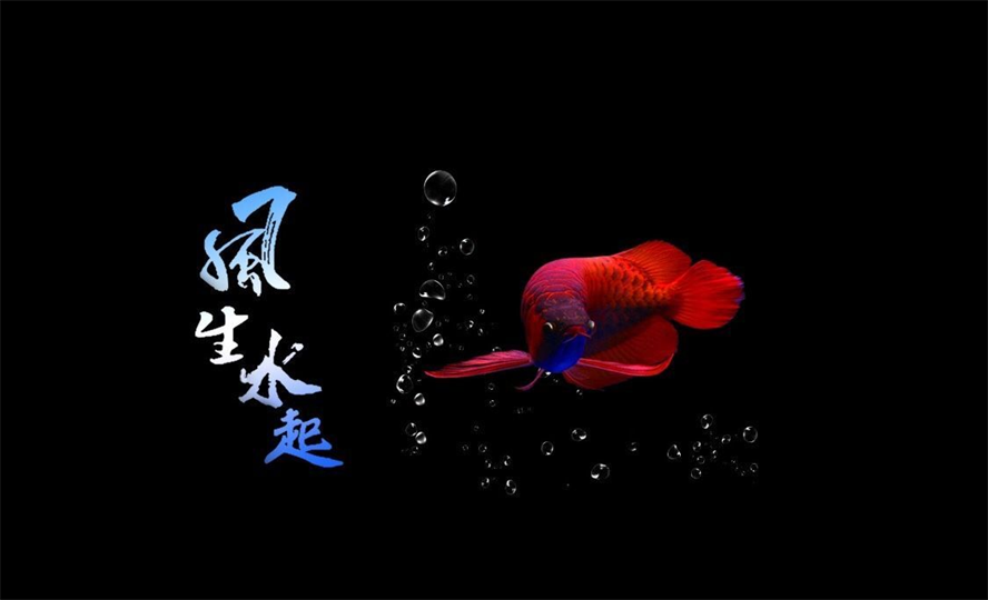 龍魚缸背景畫怎么畫的 龍魚缸背景畫怎么畫的 龍魚百科 第1張