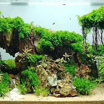 廣州魚缸造景培訓機構：尋找廣州魚缸造景培訓機構：尋找廣州魚缸造景培訓機構時可以參考以下幾個機構