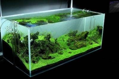 廣州魚缸造景培訓機構：尋找廣州魚缸造景培訓機構：尋找廣州魚缸造景培訓機構時可以參考以下幾個機構