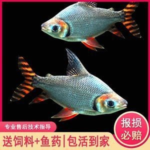 嘉興市南湖區東柵街道鴻禧水族館（嘉興市南湖區東柵街道鴻禧水族館電話） 嘉興市南湖區東柵街道鴻禧水族館（嘉興市南湖區東柵街道鴻禧水族館電話） 全國水族館企業名錄 第1張