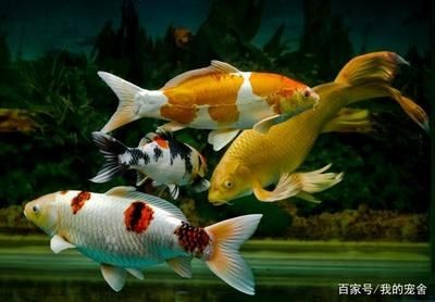 魚缸清潔的科學(xué)地清潔魚缸清潔的科學(xué)方法了解魚缸腥臭的有效方法：養(yǎng)魚與水質(zhì)管理的關(guān)系