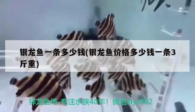 銀龍魚一條多少錢(銀龍魚價格多少錢一條3斤重)