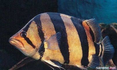 泰國虎觀賞價值提升方法，如何挑選優質泰國虎魚