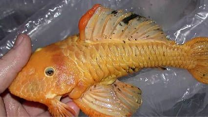 黃金達摩魚混養注意事項，黃金達摩魚在混養時需要注意水質和環境要求和管理混養