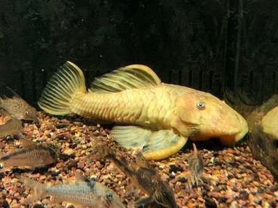 黃金達摩魚混養注意事項，黃金達摩魚在混養時需要注意水質和環境要求和管理混養